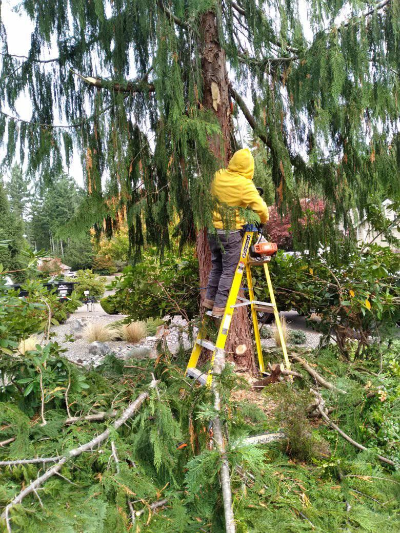 Weed Control in Shelton WA
