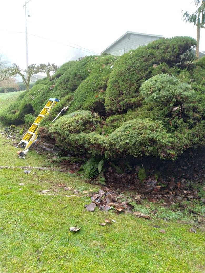 BlackBerry Removal in Shelton WA