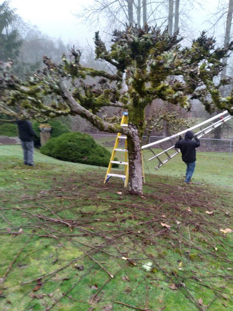 Brush and Tree Trimming in Shelton WA