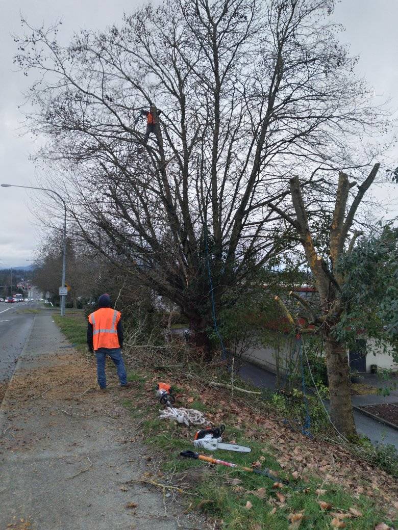 Yard Cleaning in Shelton WA