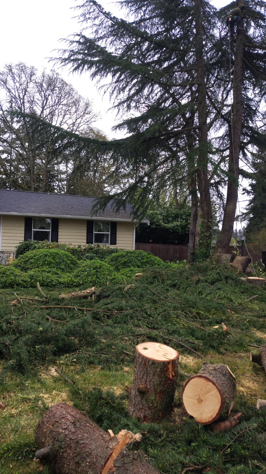Tree Removal in Shelton WA