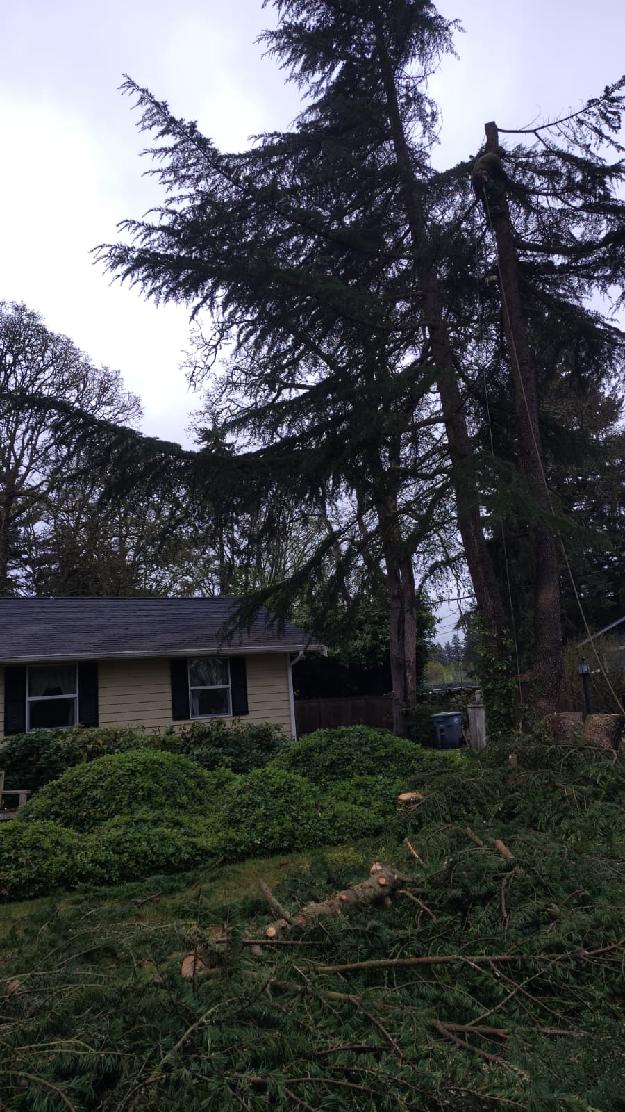 Tree Removal service by Calmo Landscaping Services LLC